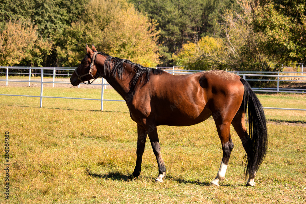 Obraz premium Red horse eating grass in field in summer day. Copy space