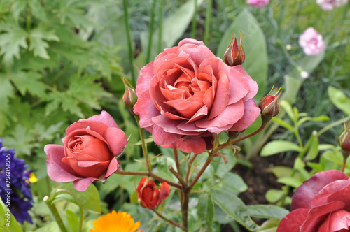 Perfect summer rose in English flower garden.