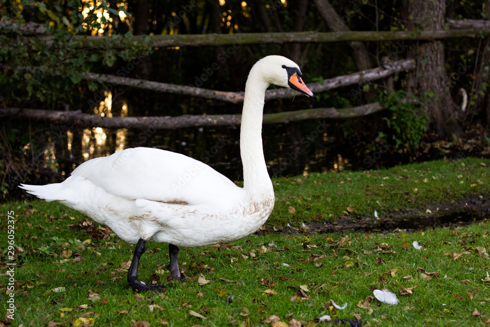 Beautiful white swan stands on green grass near the lake Beautiful white swan stands on green grass near the lake