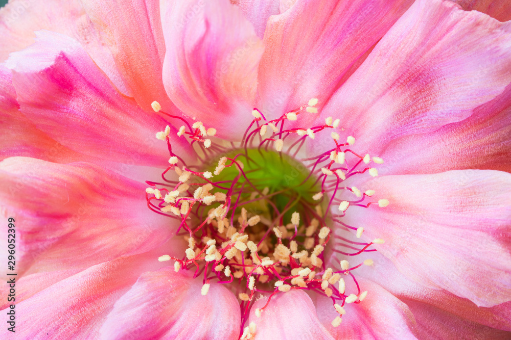Close up of pink and orange flower Lobivia cactus. Abstract natural background. Close up of pink and orange flower Lobivia cactus. Abstract natural background.