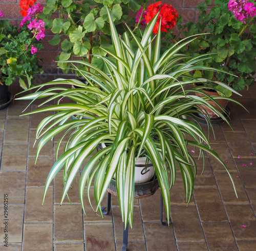 green and white chlorophytum comosum spider plant flower