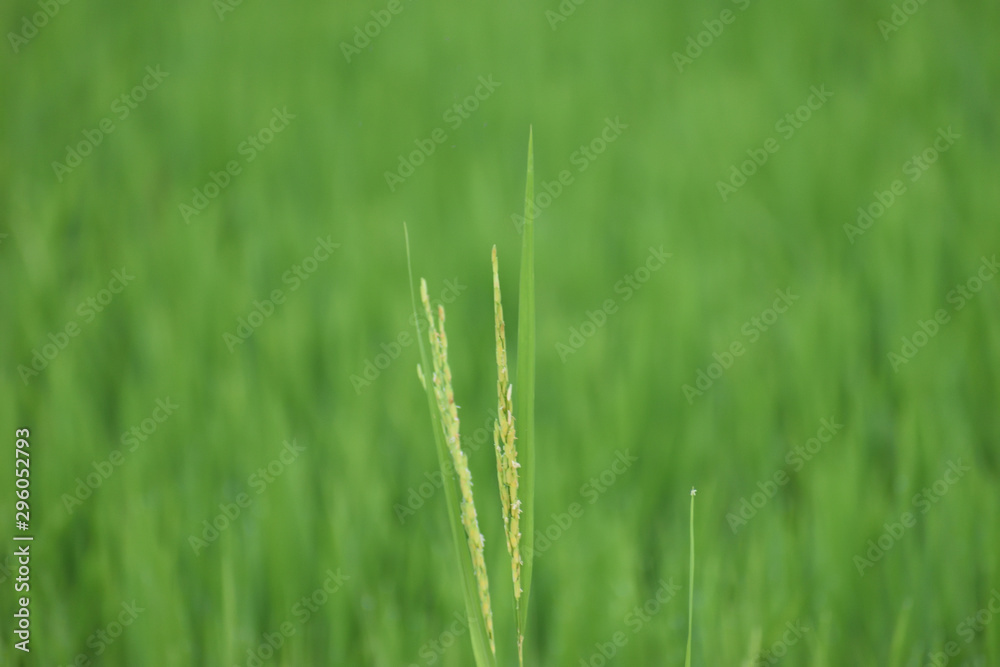 Paddy tree in india or closeup of green grass Paddy tree in india or closeup of green grass