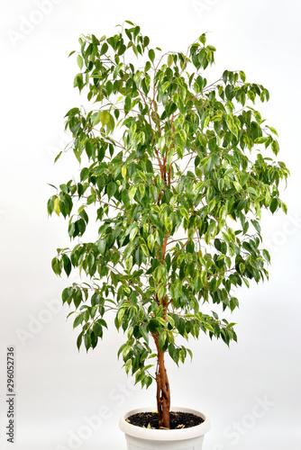 Εκτύπωση καμβά Ficus benjamin in a pot isolated on white background