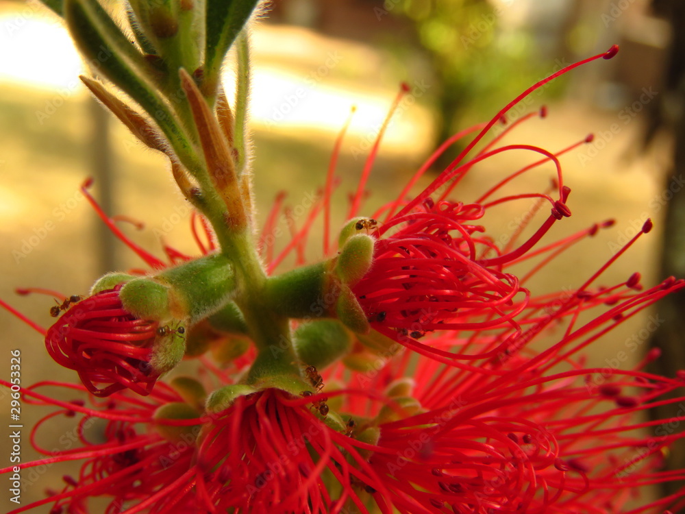 Red Bottlebrush Flower with ants