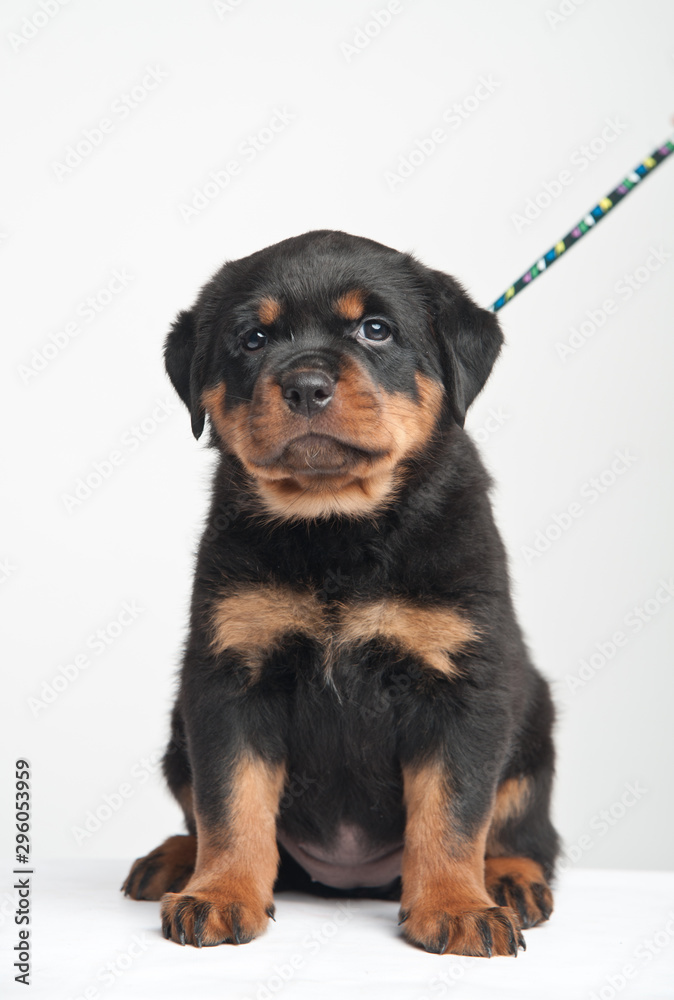 Cute one rottweiler puppy in a studio on a white background Cute one rottweiler puppy in a studio on a white background
