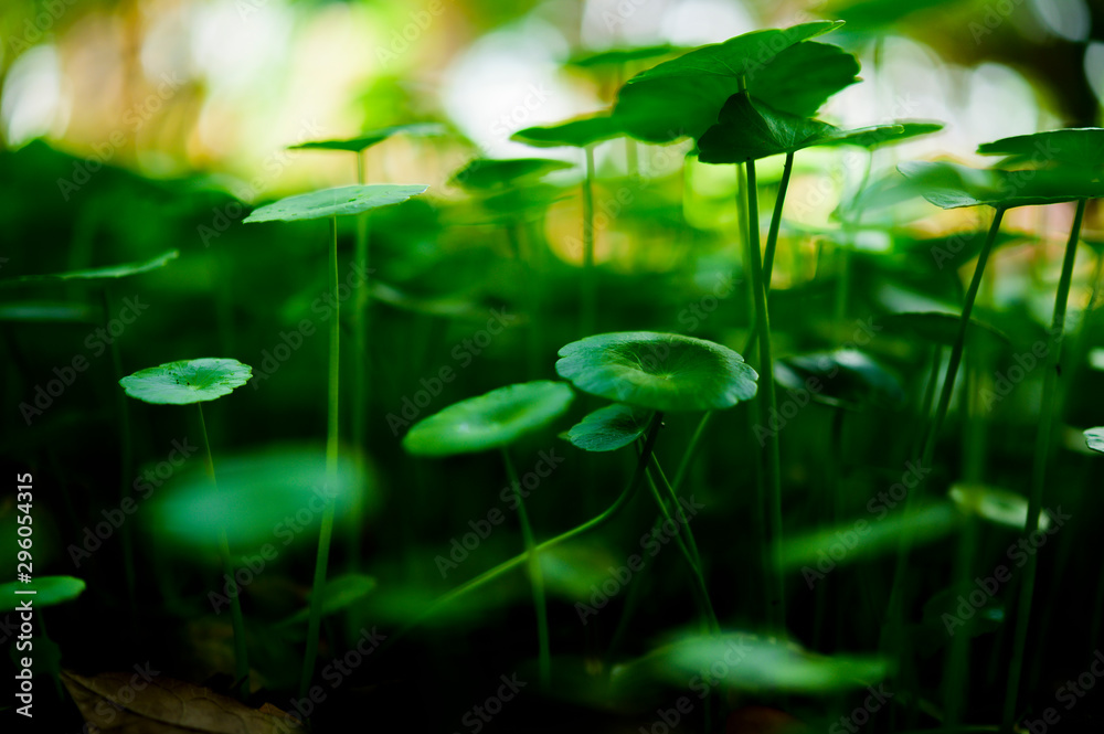 Gotu kola Gotu kola