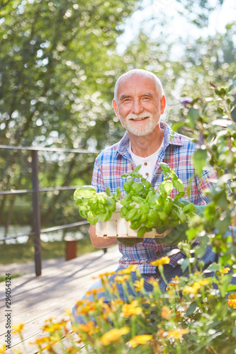 Happy senior with basil in the herb garden