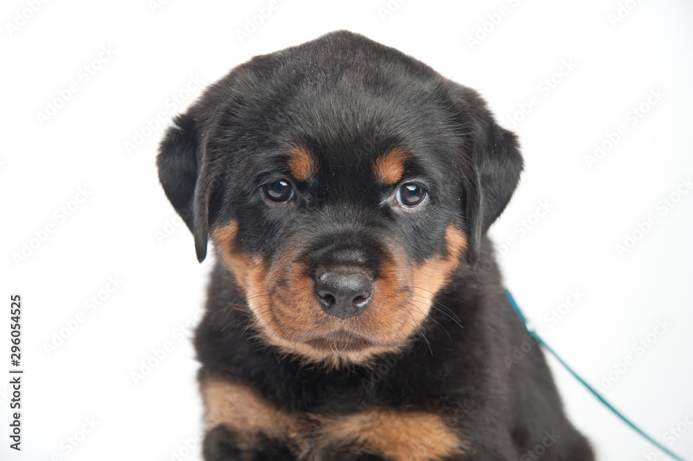 Cute one rottweiler puppy in a studio on a white background Cute one rottweiler puppy in a studio on a white background