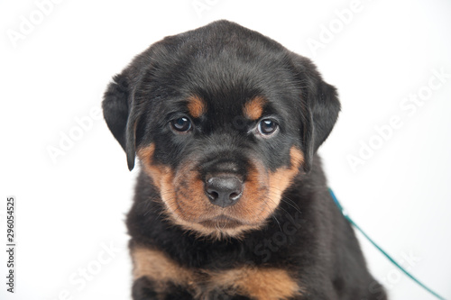 Cute one rottweiler puppy in a studio on a white background