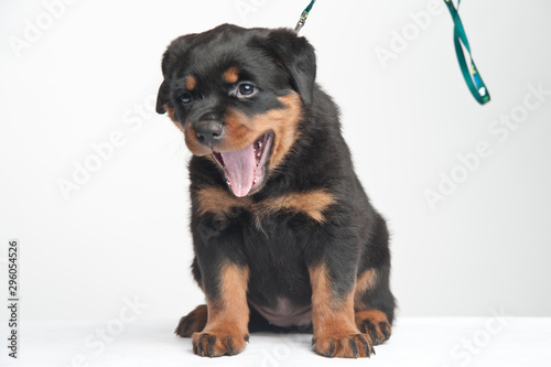 Cute one rottweiler puppy in a studio on a white background