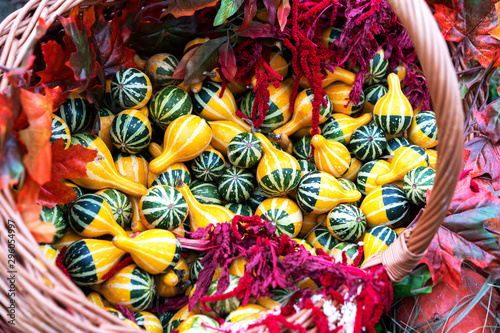 Many diverse small decorative pumpkins in a wicker basket for the harvest festival. Fertility and fertility concept