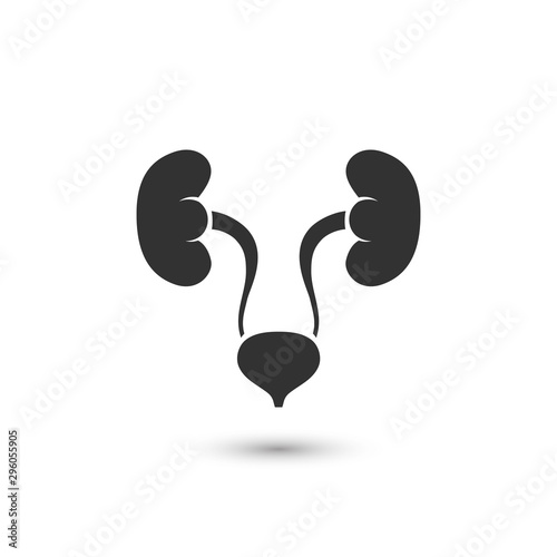 Urinary system vector icon isolated on white