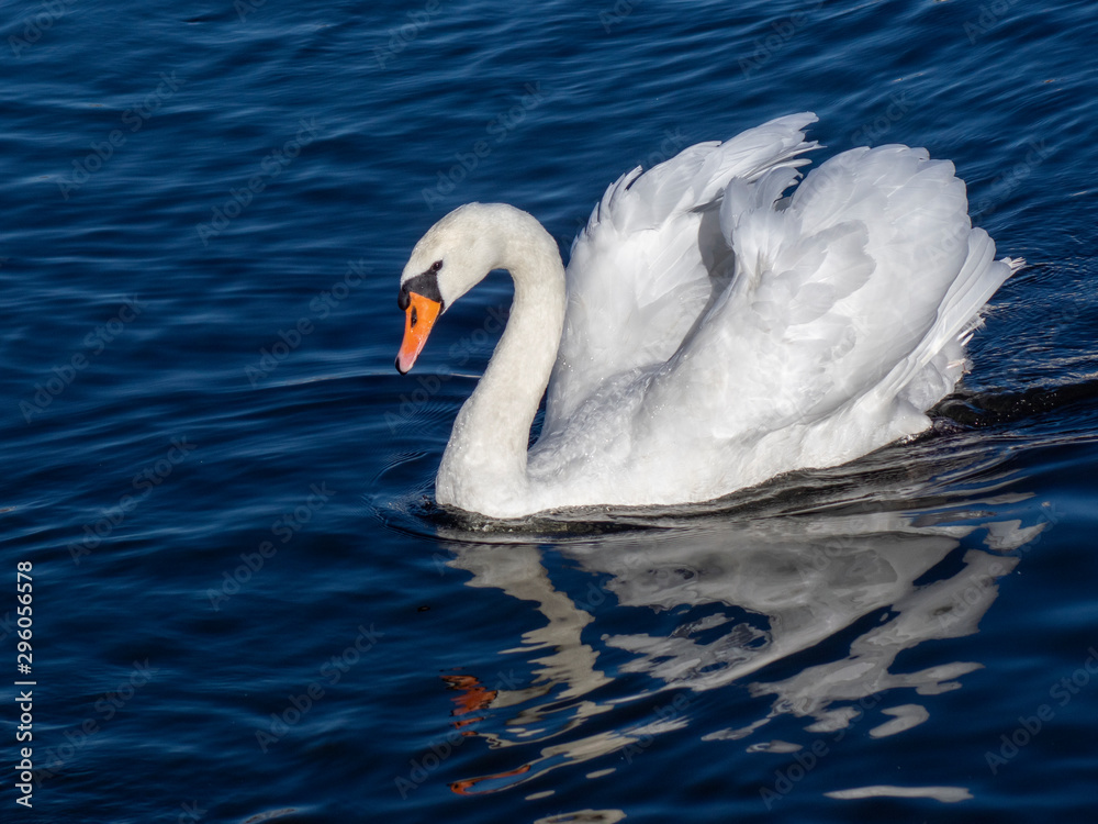 Obraz premium łabędź