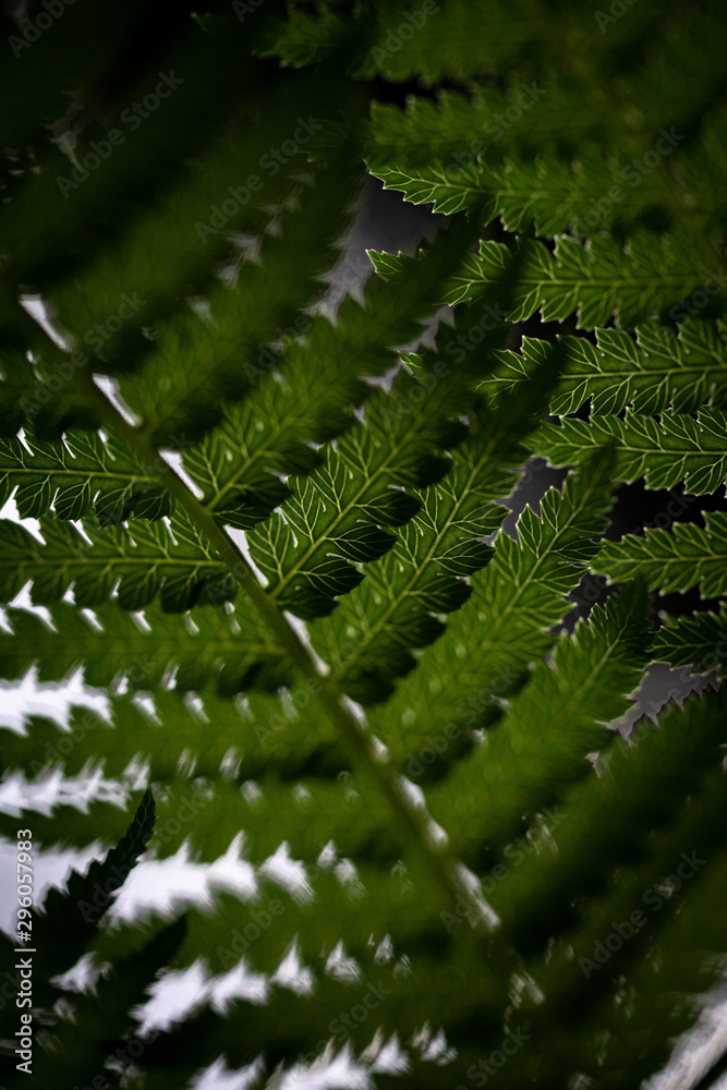 Fototapeta premium plants