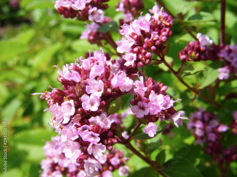 Fototapeta premium Pink flowers