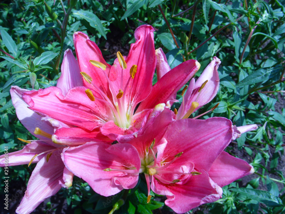Pink lily Pink lily