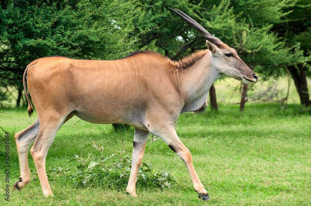 Eland walking through grass, large antelope, buck Eland walking through grass, large antelope, buck