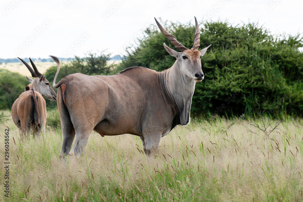 Eland walking through grass, large antelope, buck Eland walking through grass, large antelope, buck