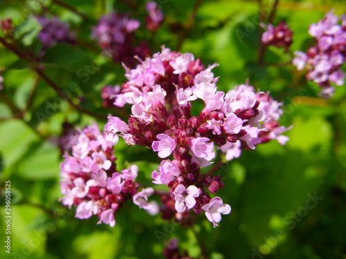 Pink flowers