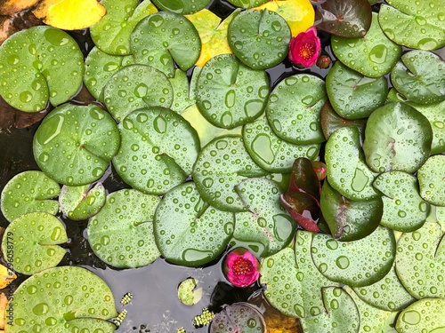 water lily photo