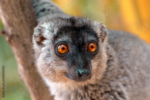 Fototapeta Naklejka Na Ścianę i Meble -  Red Fronted Brown Lemur ( Eulemur rufifrons ). Madagascar, Close up