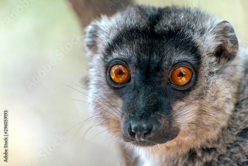 Red Fronted Brown Lemur   Eulemur rufifrons  . Madagascar  Close up