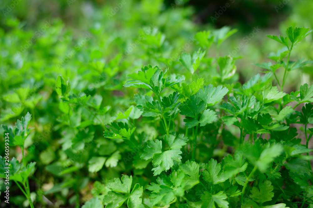 custom made wallpaper toronto digitalgreen healthy Parsley on  a garden in early summer