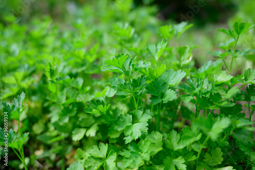 green healthy Parsley on  a garden in early summer