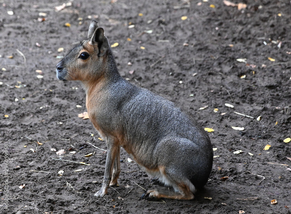 Fototapeta premium Tierpark Ueckermünde, Pampashase