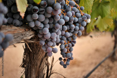 Ripe grape cluster of monastrell variety just before the harvest photo
