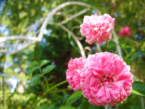 Pink roses