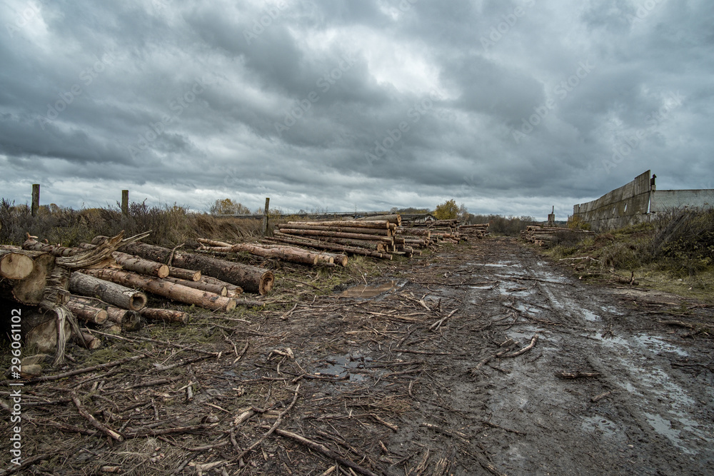 Many softwood logs lie along the road in mud and puddles on a cloudy fall afternoon at an old abandoned sawmill. Many softwood logs lie along the road in mud and puddles on a cloudy fall afternoon at an old abandoned sawmill.