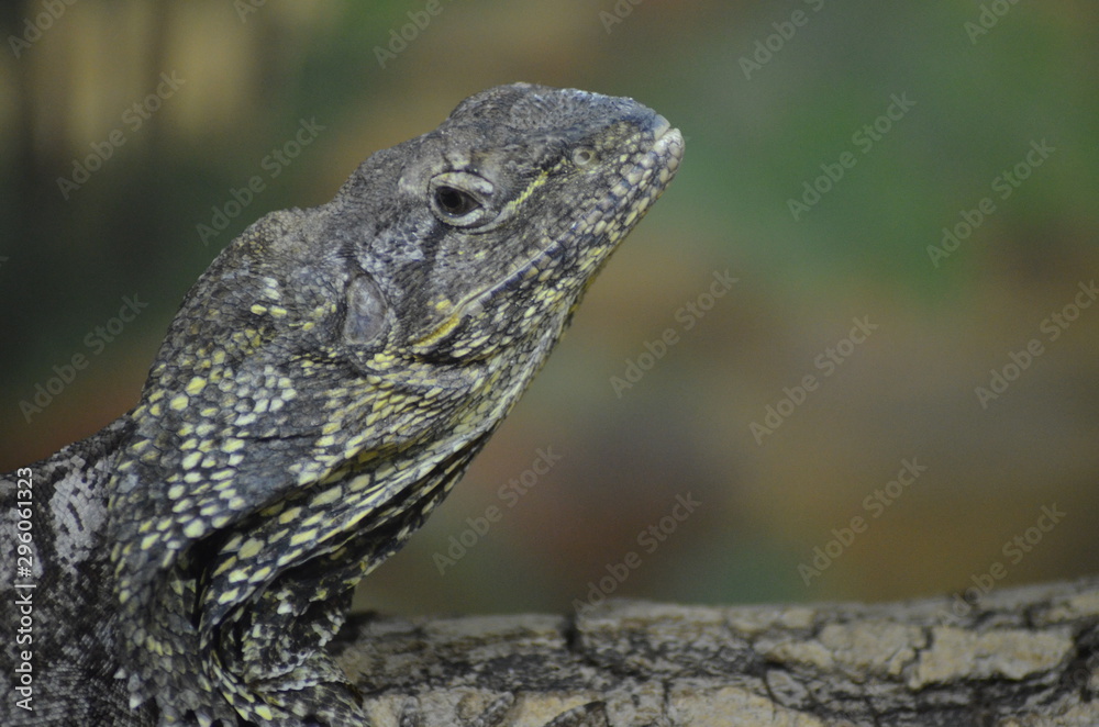 Reptil Reptil