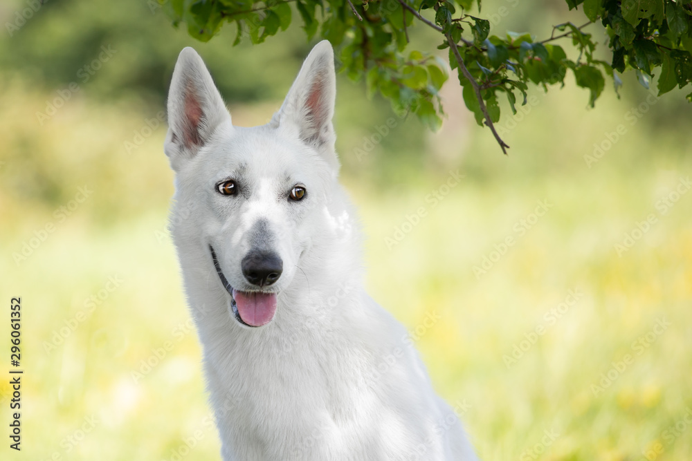 Young white swiss shepherd dog poses in summer Young white swiss shepherd dog poses in summer