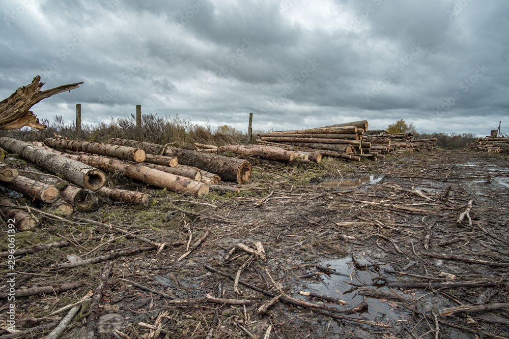 Many softwood logs lie along the road in mud and puddles on a cloudy fall afternoon at an old abandoned sawmill. Many softwood logs lie along the road in mud and puddles on a cloudy fall afternoon at an old abandoned sawmill.