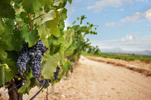 Monastrell grape vine with ripe grapes just before the harvest photo