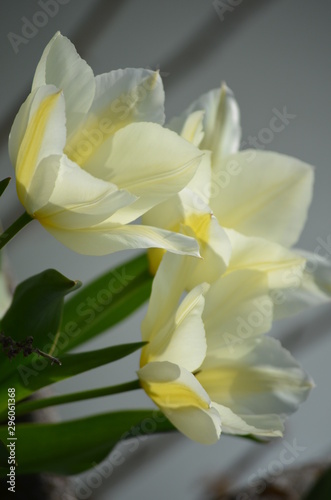 Tulpen