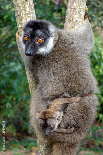 Red Fronted Brown Lemur ( Eulemur rufifrons ). Mother and baby. Madagascar, Close up © mirecca