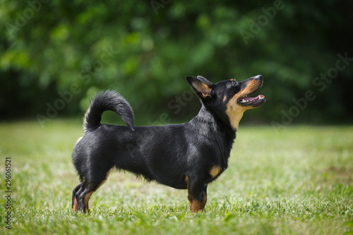 Fototapeta Naklejka Na Ścianę i Meble -  Adorable Lancashire Heeler Posing In Summer