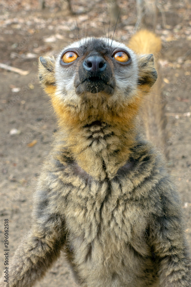 Fototapeta premium Red Fronted Brown Lemur ( Eulemur rufifrons ). Madagascar, Close up