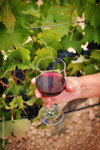 Woman's hand holding a glass of wine among the vineyards. wine growing and production