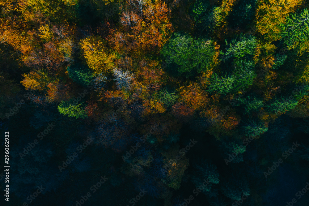 Aerial view of autumn tree tops. Aerial view of autumn tree tops.
