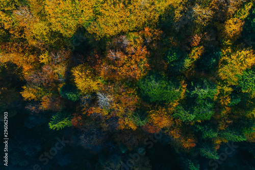 Aerial view of autumn tree tops. © belyaaa