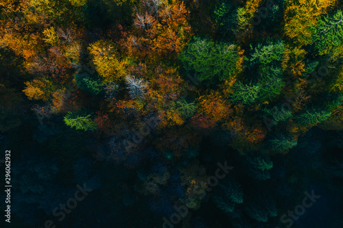 Aerial view of autumn tree tops.