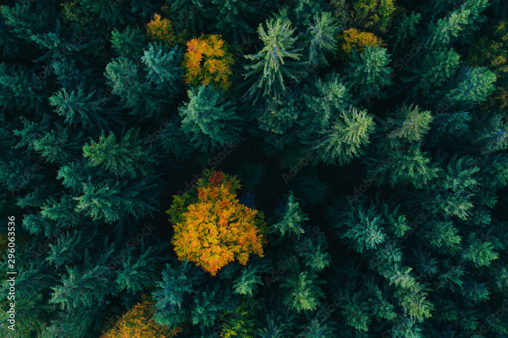 Aerial view of autumn tree tops. Aerial view of autumn tree tops.