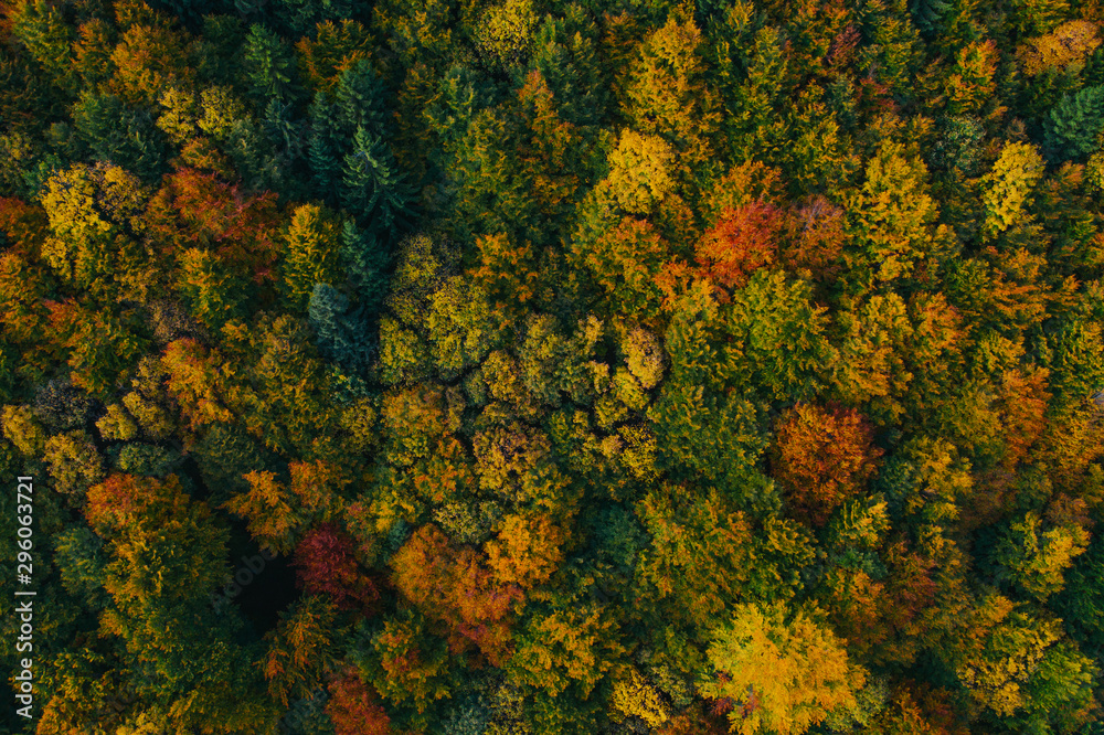 Aerial view of autumn tree tops. Aerial view of autumn tree tops.