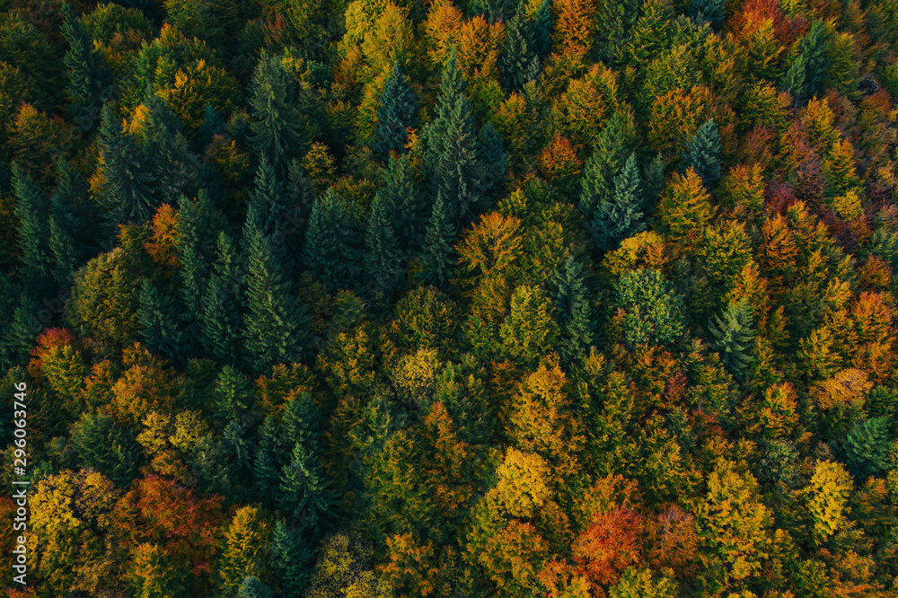 Aerial view of autumn tree tops.