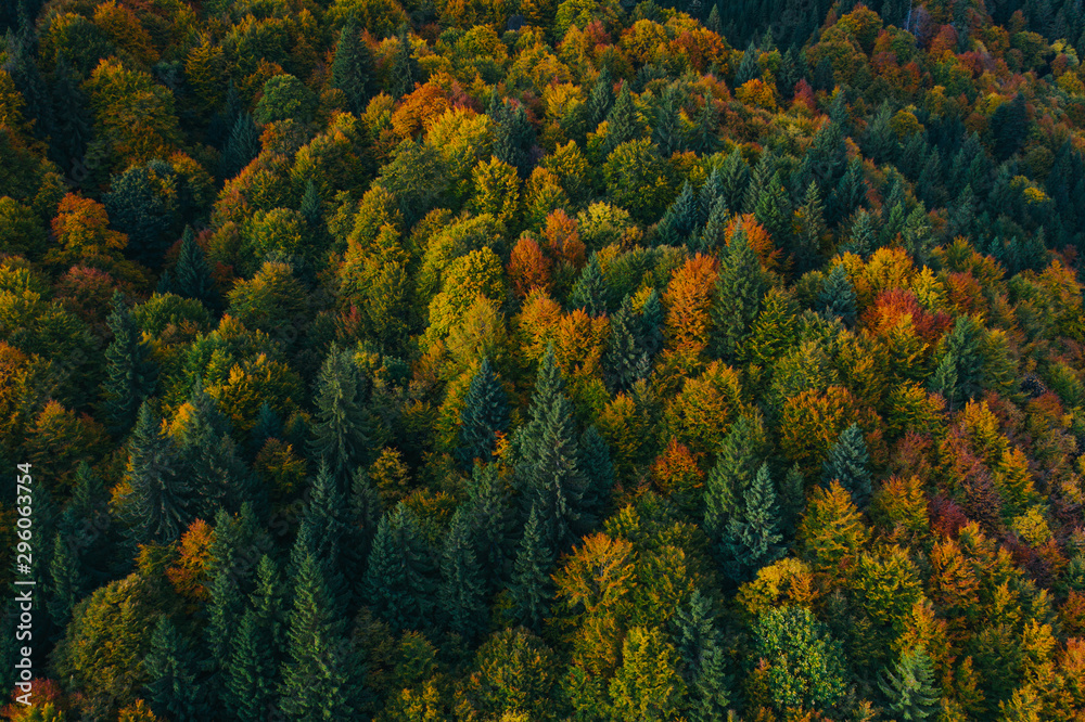 Aerial view of autumn tree tops. Aerial view of autumn tree tops.