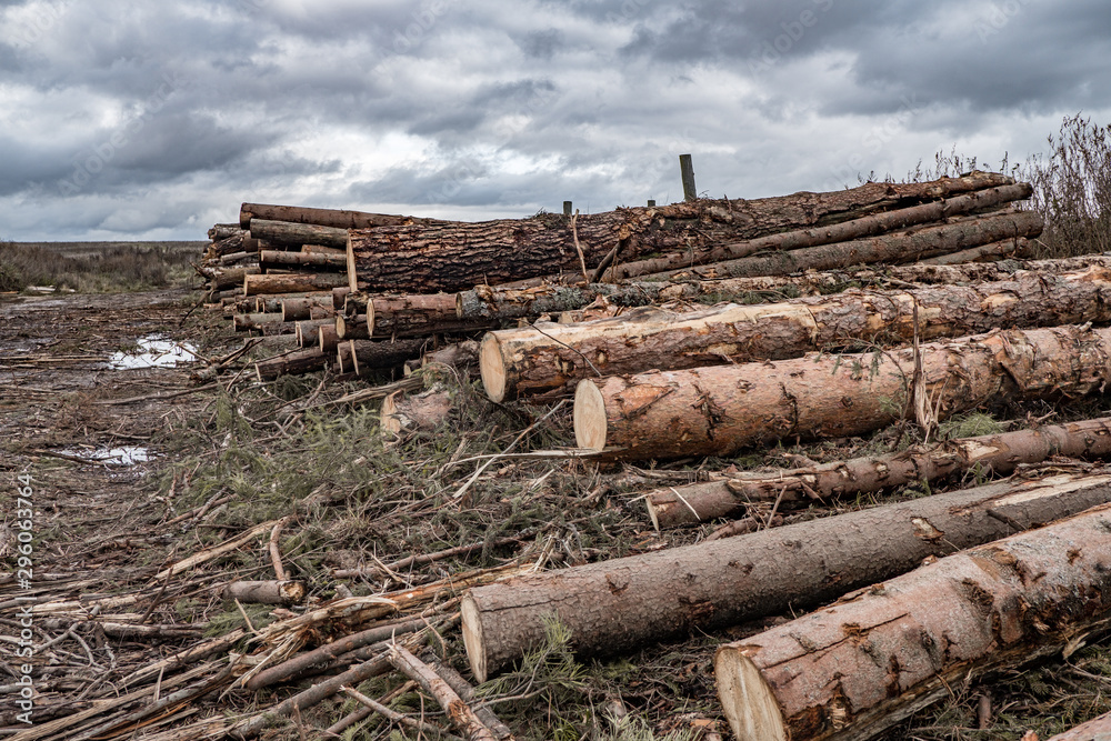 On a cloudy autumn day along the road in the mud there are many rough logs of softwood.