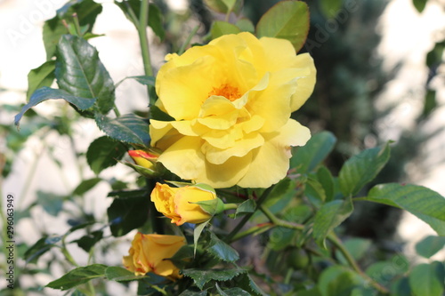 Yellow rose looks great on a background of green leaves